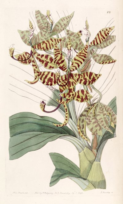 Cycnoches pentadactylon von Miss Drake